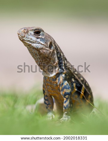 Lizard Standing Looking on Grass