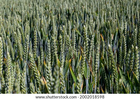 Natural background close up of field of Common wheat plants, Triticum Aestivum Royalty-Free Stock Photo #2002018598