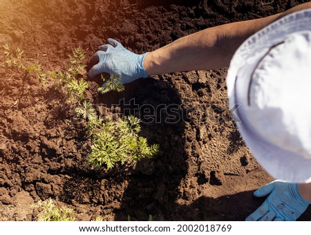 Top view of gardener in hat working the soil and weeding with hand in glove.