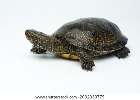 European marsh turtle isolated on white background Royalty-Free Stock Photo #2002030775
