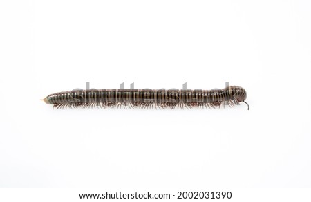Mature millipede isolated on white background.