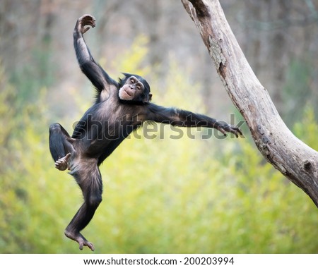 Young Chimpanzee Swinging and Jumping from a Tree Royalty-Free Stock Photo #200203994
