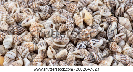 Summer background pattern from seashells. Shell close-up. Ocean coast. Seashells background. Top view. sea shells background. Seashells background.  Royalty-Free Stock Photo #2002047623