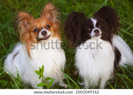 Portrait of The Papillon Dogs, the Continental Toy Spaniel.  Pet animals. Purebred dog. Funny, humor. Copy space.                                