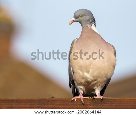 Wood Pigeon on wooden roof