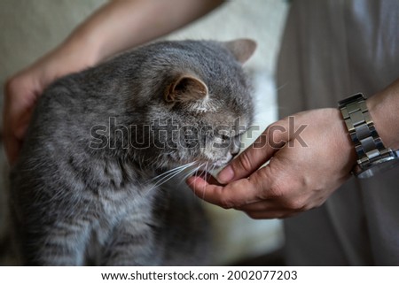 grey british domestic cat with yellow eyes portrait petting domestic animals