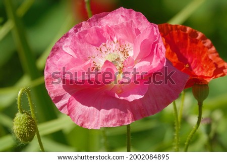Spring bloom of Poppy with large pink flowers