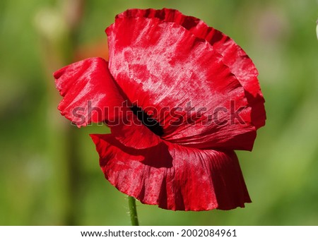 Spring bloom of Poppy with large red flowers