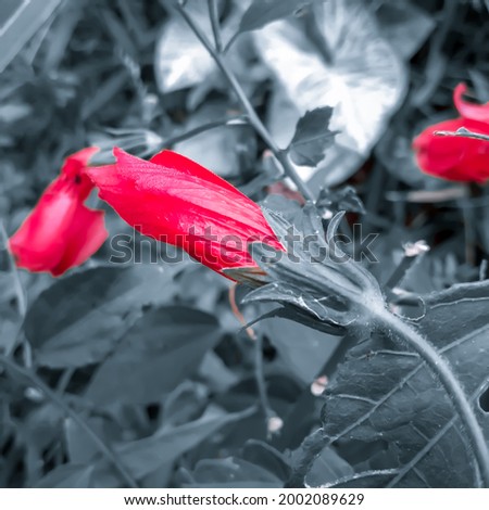Garut, Indonesia, 5 July 2021. Out of focus picture of flower