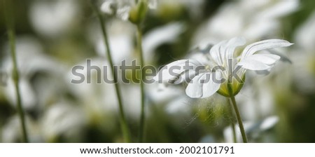 Medium starlet flowers bloom in early spring