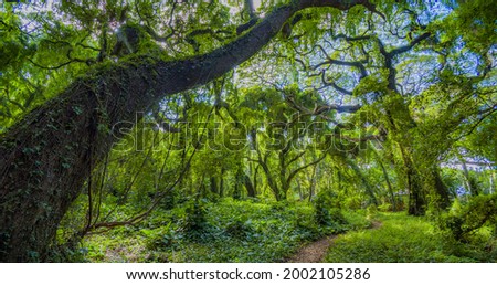 Tropical park. Amazing green forest. Big trees with vines and  moss. Honolua bay, Maui, Hawaii