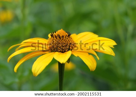 High angle view of yellow blooming flower