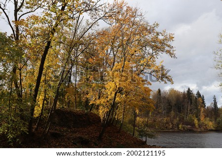 Trees with yellowed leaves on a cloudy autumn day on the banks of the river.