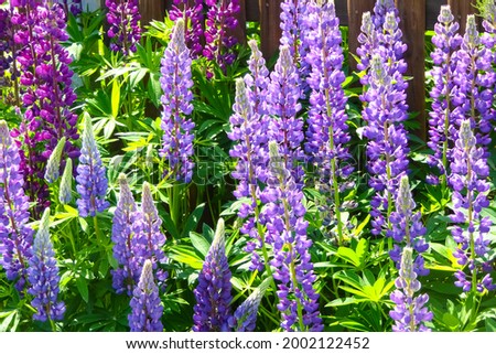 Purple violet ​​lupine flowers . Many-leaved lupins Lupinus polyphyllus amid lush green grass. Lupinus formosus blossoms in deep purple lilac bright sparkling colors. Flora in late spring flower power