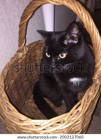 black cat sitting in a wicker basket