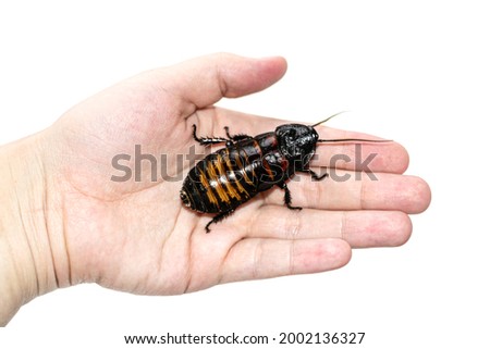 Beautiful huge Madagascar Hissing Cockroach crawls on human hand Royalty-Free Stock Photo #2002136327