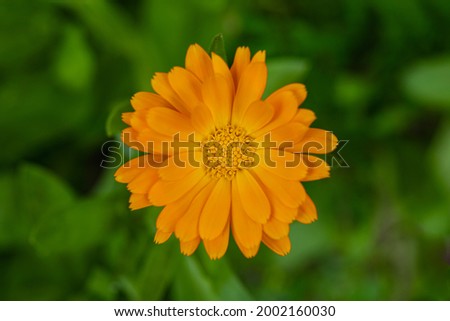 Pot Marigold, Calendula officinalis, yellow flower closeup, single flower in nature