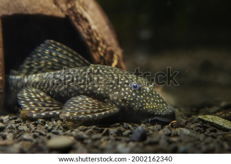 adult female of ancistrus bushynose catfish, cute, peaceful and helpful Loricariidae nocturnal freshwater algae eater species on black gravel at coconut shelter, nature planted tank, dark background