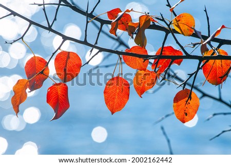 transparent red leaves of wild pear on thin twigs and branches, shallow dof with blurred river waves, water surface bokeh in backlight, autumn sunshine, ecotourism active rest background