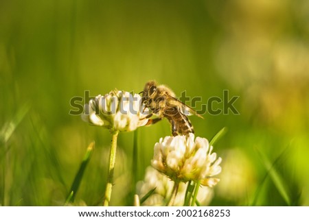 Bee collecting nectar from a flower of cloverin