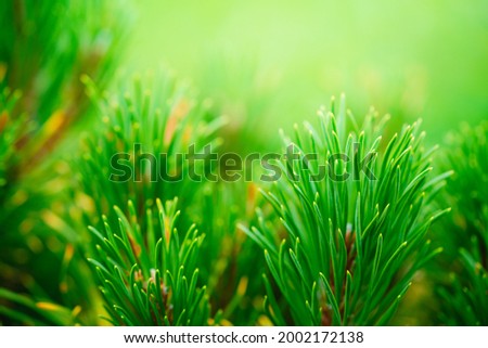 Green background of Detailed view of the needles of a Pine growing at the branches