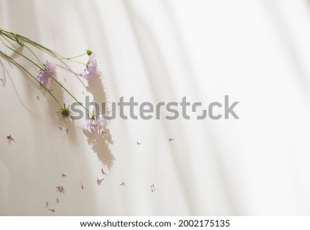 delicate pastel purple wild flowers are laid out on a white background. soft shadows on the background. copy space. top view.
wild flowers background. 