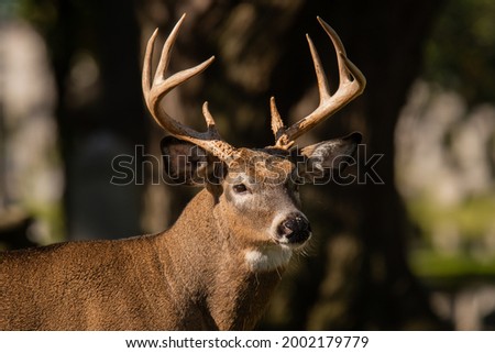 North American Whitetail Deer Buck Portrait Royalty-Free Stock Photo #2002179779