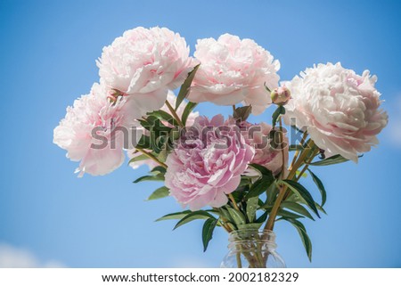 Peony flower bouquet portrayed against the blue summer sky.