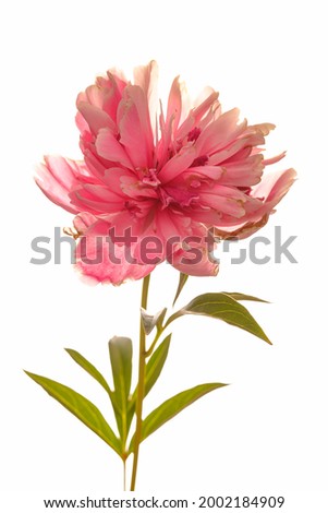 A close up studio photo of a pink peony flower set against a white background.