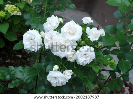 White flowers rose - Aspirin Rose