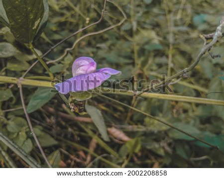 purple flowers around the green garden