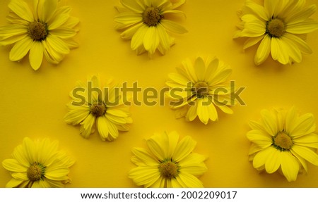 Flowers composition from chrysanthemum flowers on yellow background