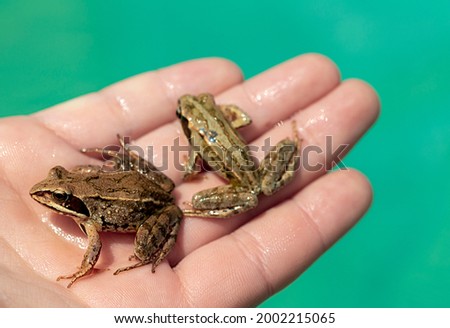 caught wild frog in a human hand, close-up