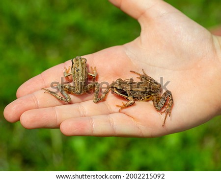 caught wild frog in a human hand, close-up Royalty-Free Stock Photo #2002215092