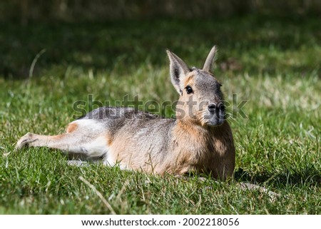 Hare sitting down in grass sunbathing 