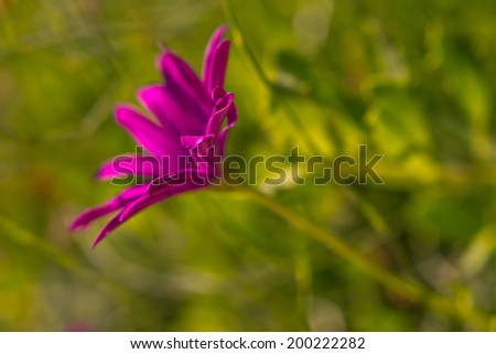meadow with purple flowers