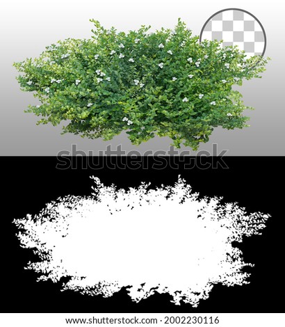 Cut out bush. Green foliage isolated on transparent background via an alpha channel. Plants for garden design or landscaping. High quality clipping mask.