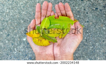 Someone's hand is holding a pile of leaves. Keep the environment clean 