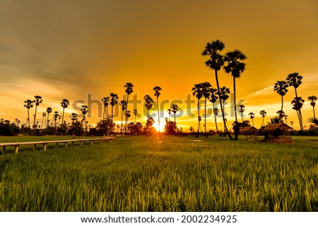 the silhouette of palm trees and rice fields with twilight sky 
