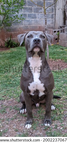 Pitbull puppy sitting calmly waiting for the picture