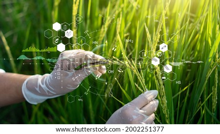 Science of plant research, Chromosome DNA and genetic, Development of rice varieties, Scientist researching and experiments genetic of rice with record data in the fields. Royalty-Free Stock Photo #2002251377