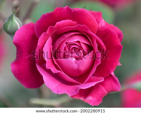 Pink Rose Showing The Beauty Of Nature