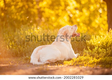 Yellow labrador dog lies in park on grass, rear back view.