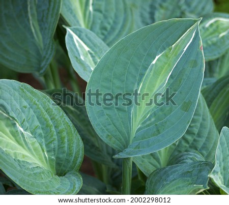Dark green leaves of Hosta (Plantain lilies) with an abstract ornament, a matte coating and a relief pattern. Natural abstract background for creative design. Close-up. Focus on foreground.
