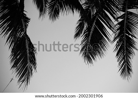 Black and white coconut tree leaves on a blue sky background in the morning