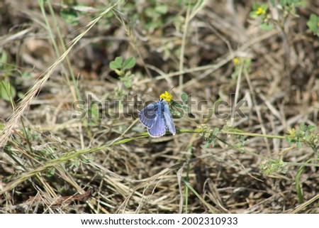 Blue butterfly on little bur clover in bloom close-up view