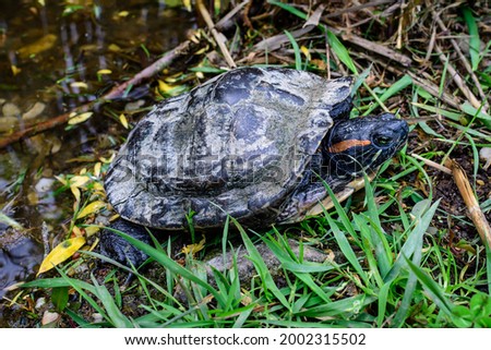 One turtle laying in green grass near a lake in a sunny spring day, beautiful outdoor monochrome background photographed with selective focus