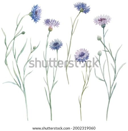 Beautiful set with hand drawn watercolor gentle wild field cornflowers. Stock illuistration.