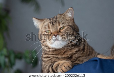 beautiful beige cat posing for the photographer on the shoulder of the hostess