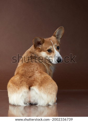 Portrait of a dog on a brown background. Corgi pembroke sits with his back turned. Pet in the studio. For design